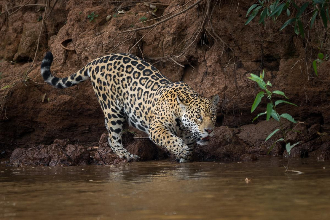 Jaguar in the Pantanal